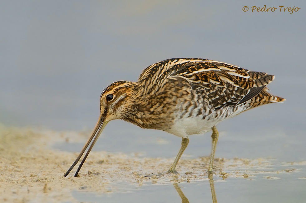 Agachadiza común (Galinago gallinago )